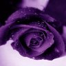 PurpleRose