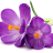 Phlapzie
